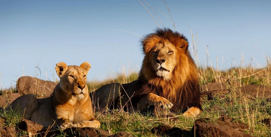 Gir Forest National Park tour package